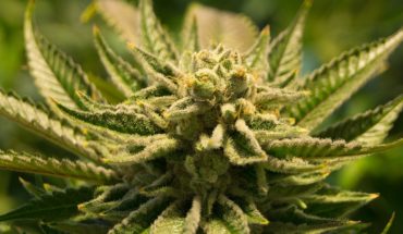 Sugarmade Inc. (OTCMKTS:SGMD) Signs Nonbinding Letter Of Intent For Cannabis Cultivation property In California
