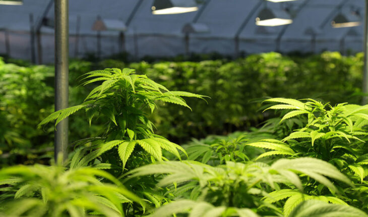 TerraAscend Corp (OTCMKTS:TRSSF) Begins Sales From Expanded State Flower Facility in California
