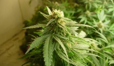 Benchmark Botanics, Inc (OTCMKTS:BHHKF) Clinches A Controlling Stake Of 51% In 1139000 B.C. Ltd: Posts A Growth Of 106.54% In H1 2020
