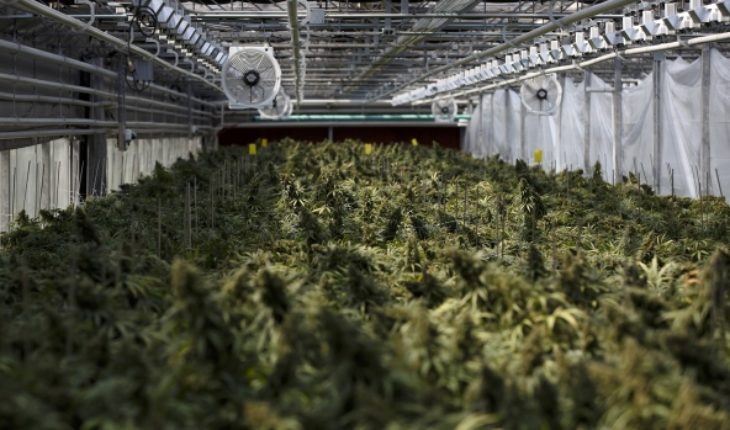 Cannabis Strategic Ventures (OTCMKTS:NUGS) Signs Letter Of Intent To Get Ready To Use 300,000 Sq. Ft. Greenhouse Facility To Enhance Cannabis Production