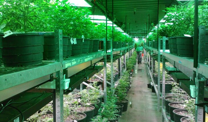 Hemp Inc (OTCMKTS:HEMP) Adds 50 Employees To Satisfy Growing Demand For Its Products: Expects To Realize Sales Of $2 Million in Q2 2020