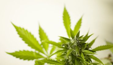 Sugarmade Inc (OTCMKTS:SGMD) Expects To Post Annualized Sales Of $10 Million By August 2020 From Its BudCars