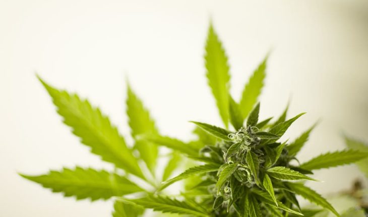 Sugarmade Inc (OTCMKTS:SGMD) Expects To Post Annualized Sales Of $10 Million By August 2020 From Its BudCars