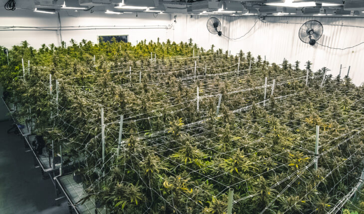 MJardin Group, Inc (OTCMKTS:MJARF) Signs MSA With Ontario Cannabis Store To Distribute Its Products: Reports A Growth Of 38.83% YoY In Q4 2020 Earnings