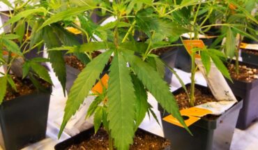 Australis Capital Inc. (OTCMKTS:AUSAF) Sued Over Cannabis License Acquisition From Green Therapeutics