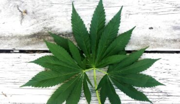 Pure Harvest Corporate Group Inc. (OTCMKTS:PHCG) Implements Solar System At Dumont Dispensary And Acquires Test Kitchen
