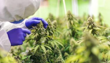 Fire & Flower Holdings Corp (OTCMKTS:FFLWF) Takes Over 11522302 Canada Inc: Will Hold A Special Conference Of The Investors On September 15, 2020