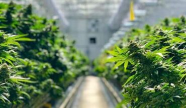 WeedMD Inc (OTCMKTS:WDDMF) Introduces Strain-Specific Vapes: Unveils Patient Direct Service In Greater Toronto: Completes Planting Of Over 18,000 Cannabis Plants
