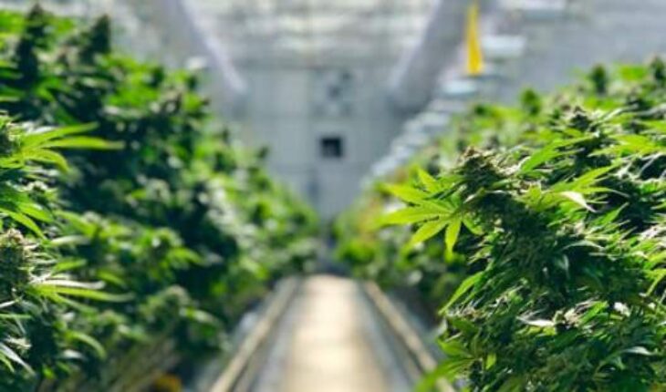 WeedMD Inc (OTCMKTS:WDDMF) Introduces Strain-Specific Vapes: Unveils Patient Direct Service In Greater Toronto: Completes Planting Of Over 18,000 Cannabis Plants