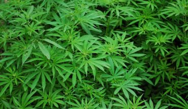 Medical Marijuana Inc (OTCMKTS:MJNA) Posts Revenues Of $ 46.9 Million In 2020